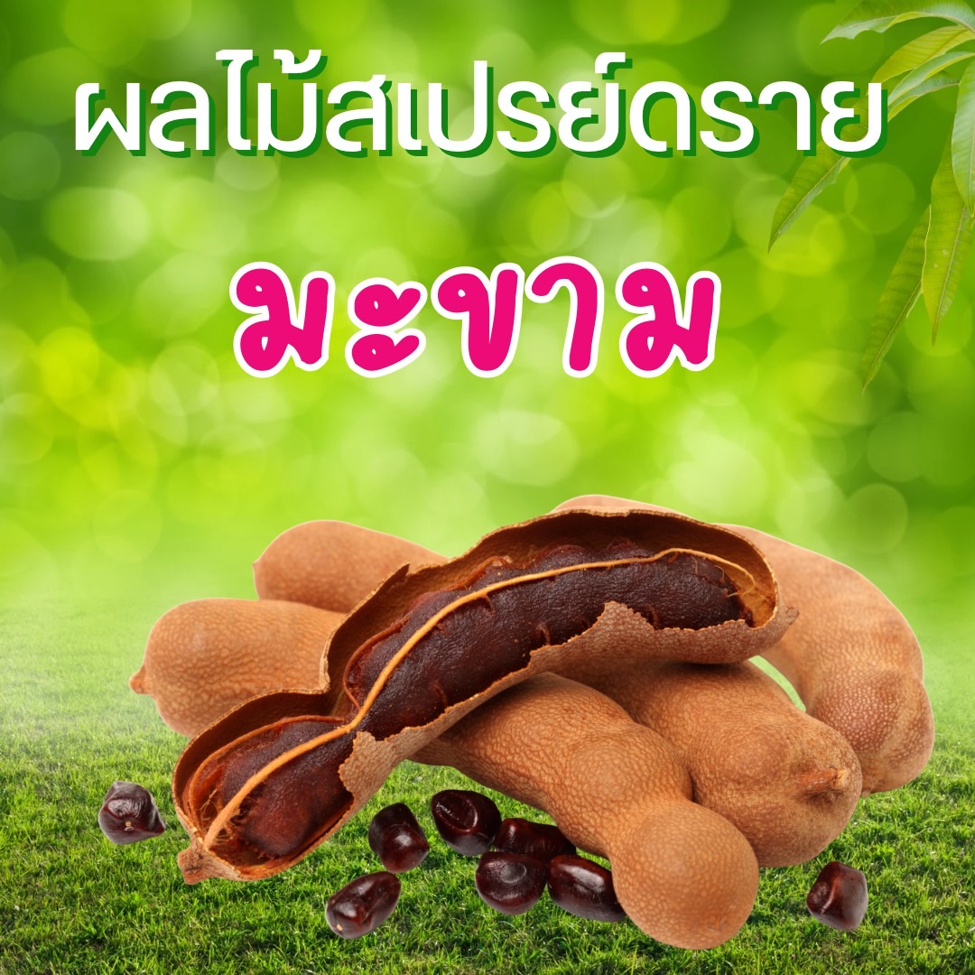ผงมะขาม (Tamarind Spaydry Powder)